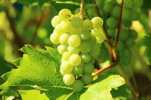 Grapes 276070 640