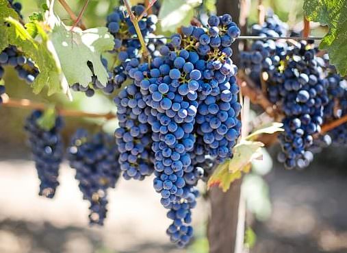 Purple grapes e1503933407146