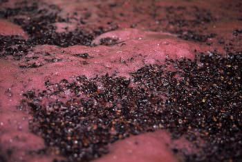 赤ワインの発酵の様子。