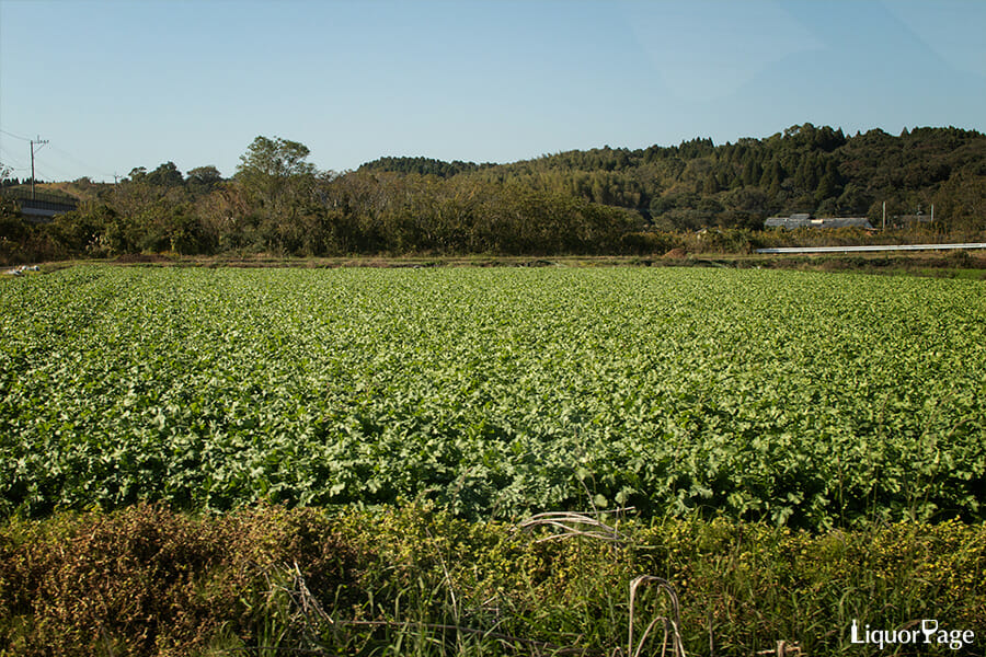 黒木本店が管理・栽培している芋畑