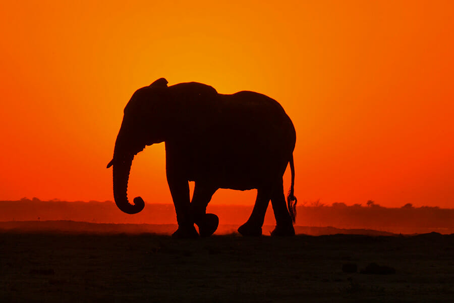 アフリカ象
